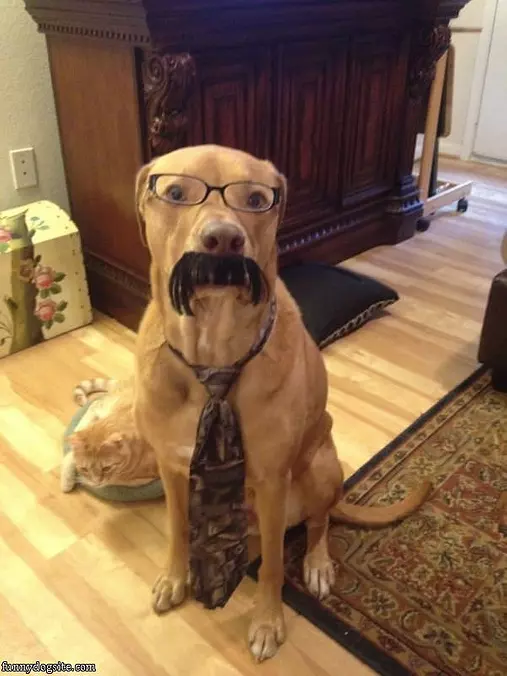 Mustache Dog