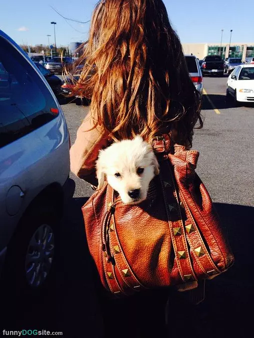 A Bag Of Cute Dog