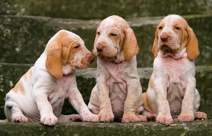 Bracco Italiano family