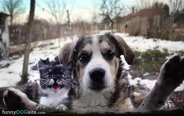 Me And Kitty
