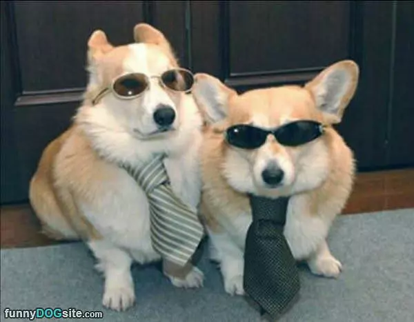 The Blues Dogs