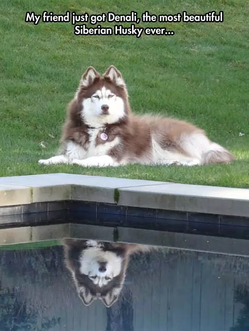 Beautiful Husky