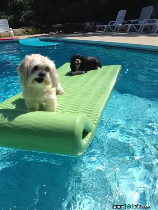 Day In The Pool