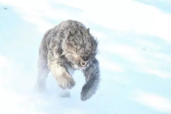 Running Wild