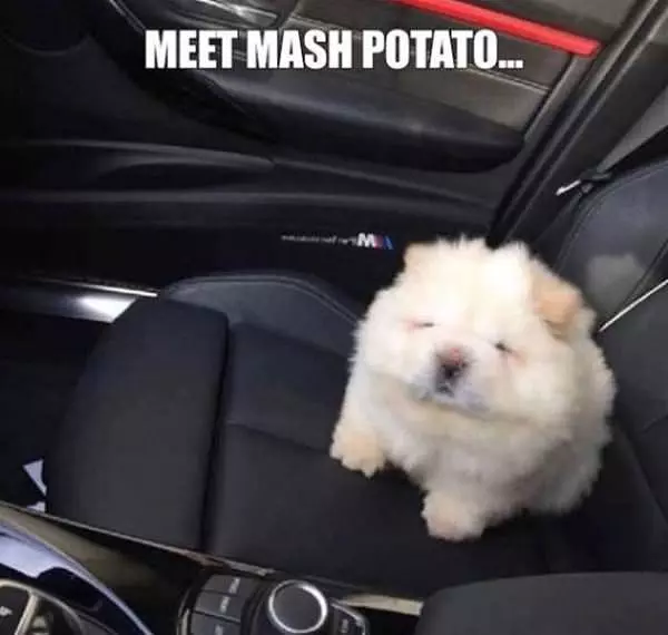 Mashed Potato