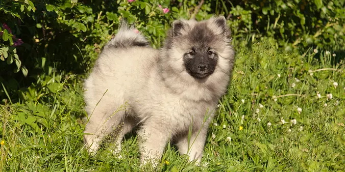 Keeshond puppy