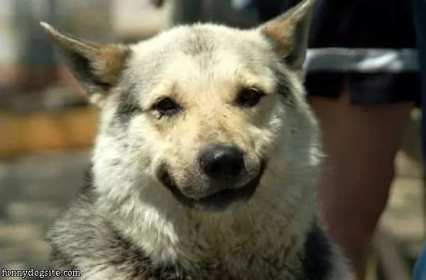 Dog Smile