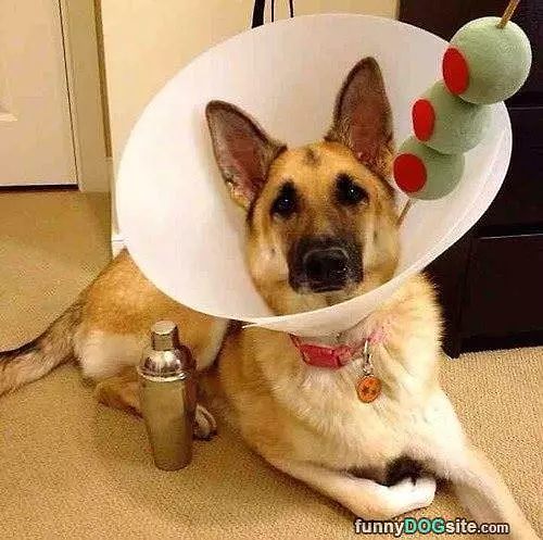 Martini Dog