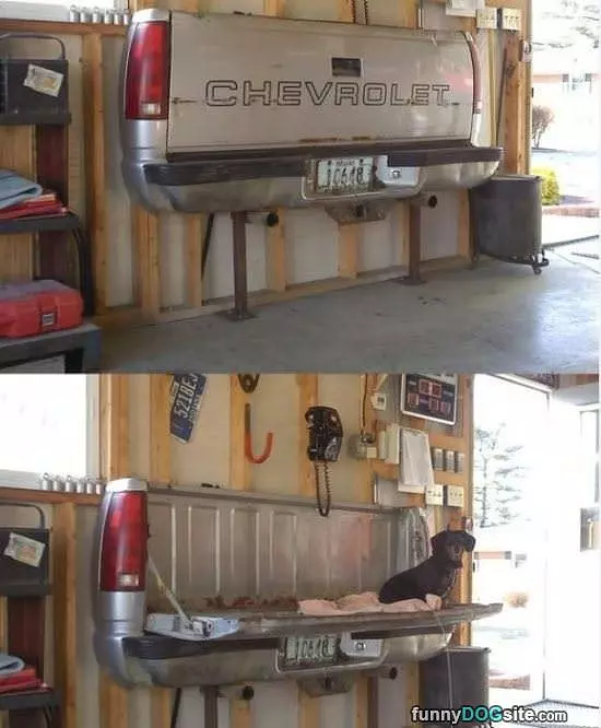 Cool Dog Bed