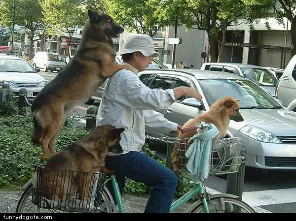 Lots Of Dogs