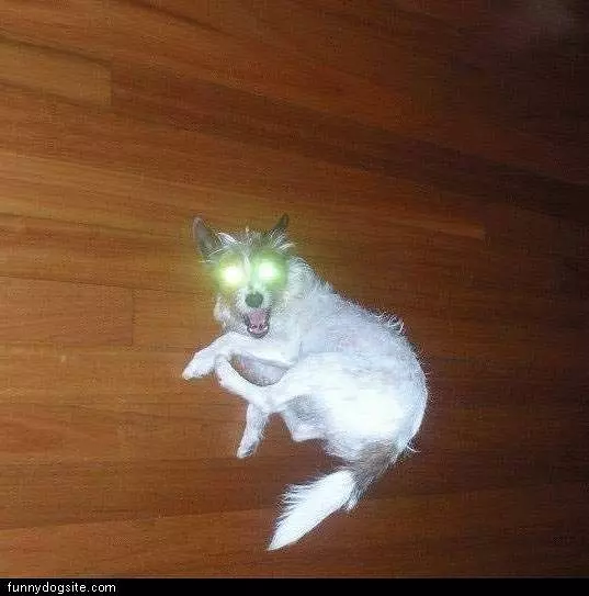 Crazy Eye Dog