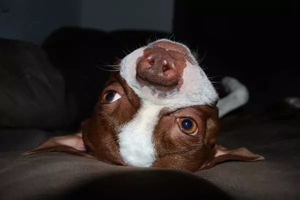 Cute Face