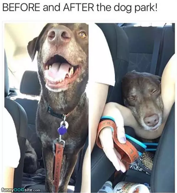 Before And After Dog Park