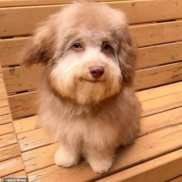 Happy Dog