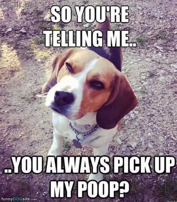 My Poop