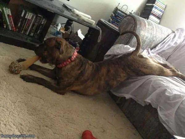 How I Eat My Bone