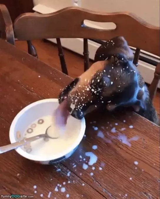I Love This Milk