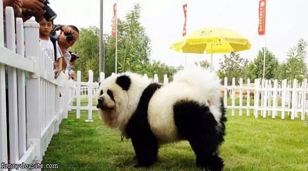 Panda Dog