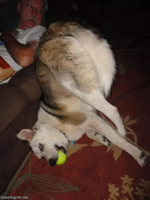 I Forgot How To Fetch