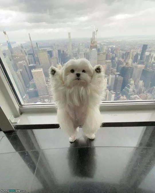 This Big