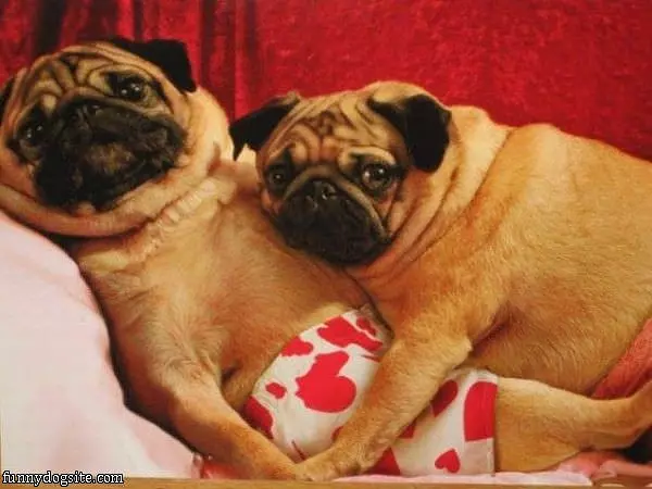 Pug Hug