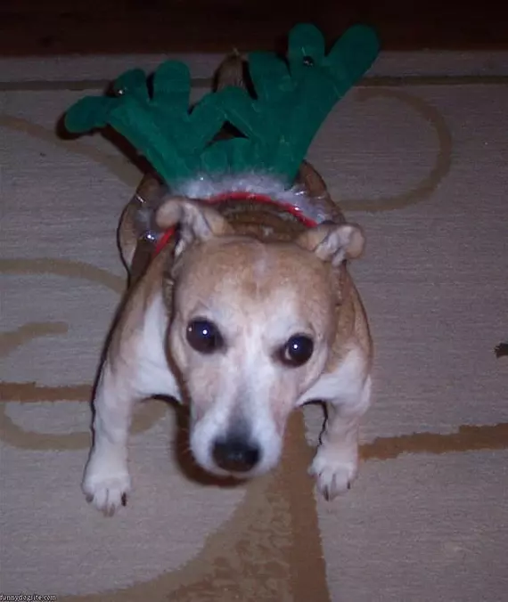 Reindeer