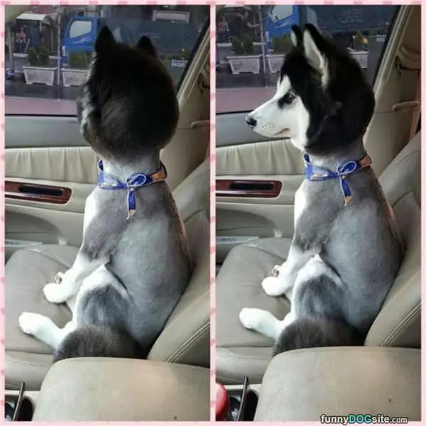 Shaved Body