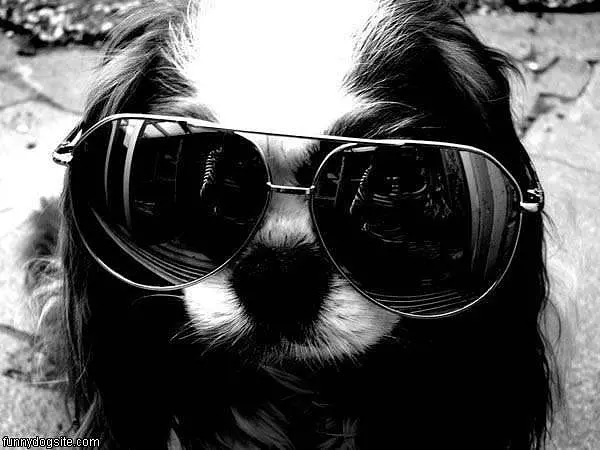 Nice Glasses