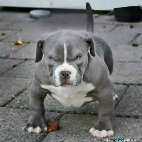 My Grrrr Face