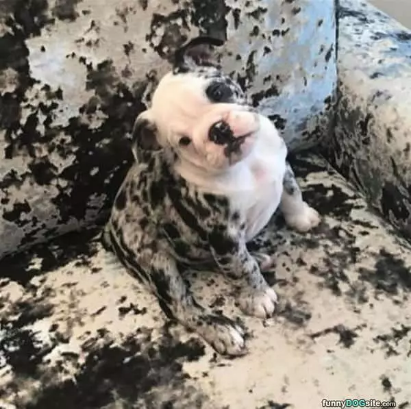 I Am Blending In