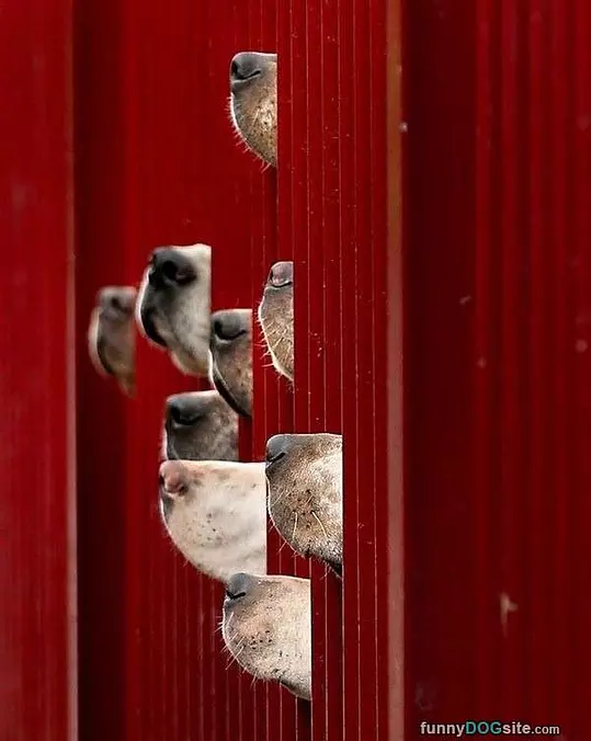 All Those Sniffers
