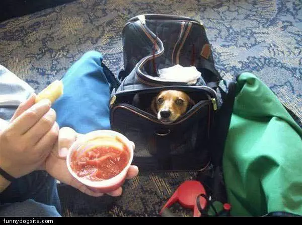 Dog Wants One