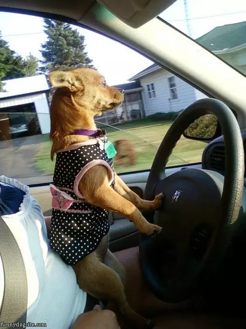 Good Driver