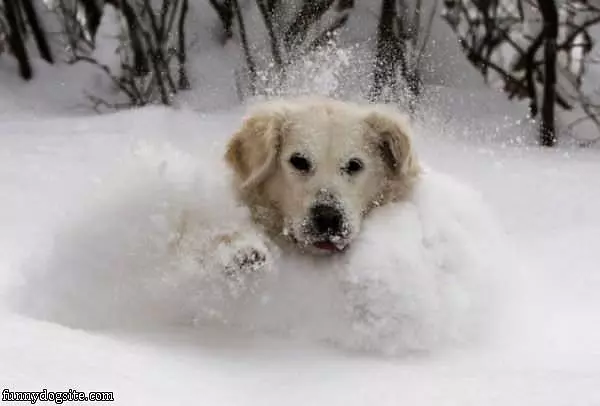 In The Snow