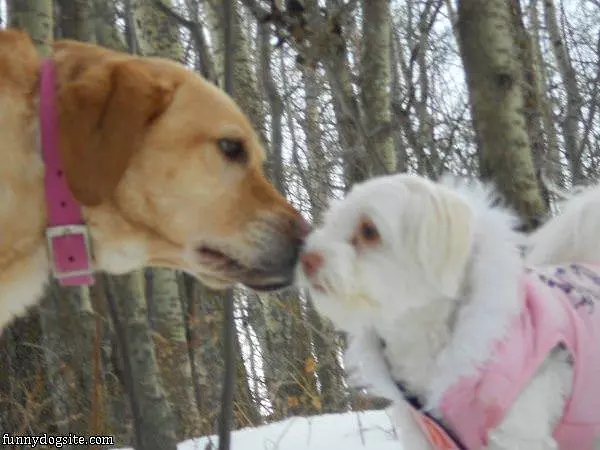 Kisses
