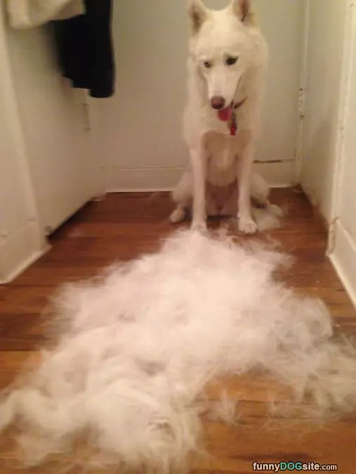 I Had A Lot Of Fur