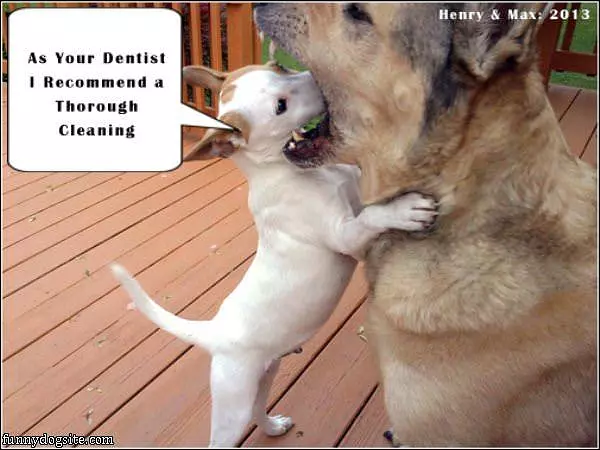 Max Henry Dental Checkup