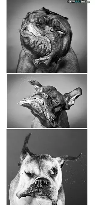 Majestic Animal
