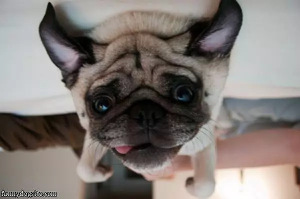 Upside Down Dog