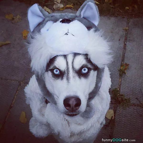 Cute Costume