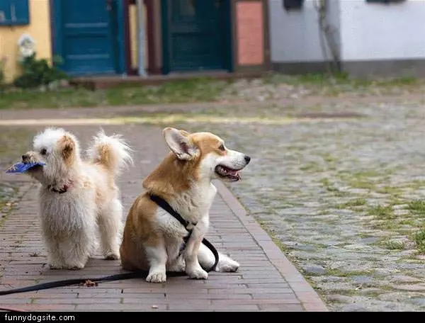Outside Dogs