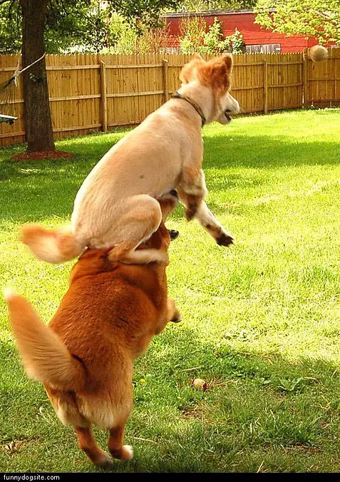 Leap Dog