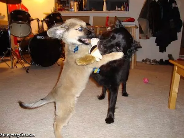 Fight