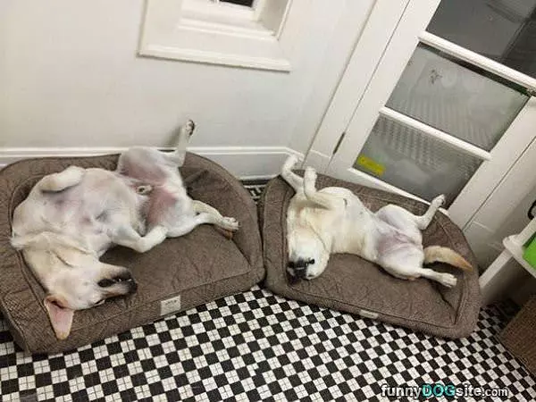 These Beds Are Awesome
