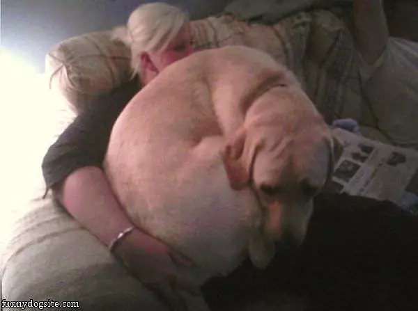 Another Lap Dog