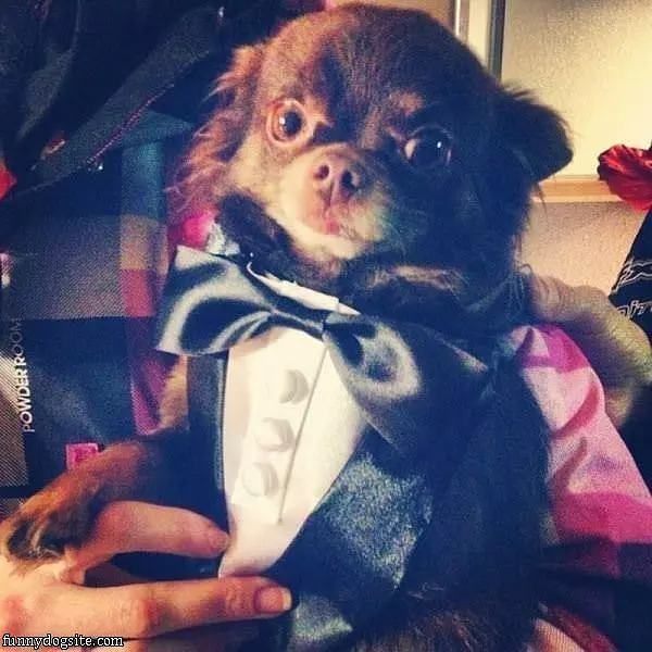All Tuxed Up