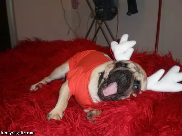 Reindog Yawn