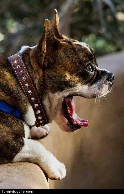Funny Yawn