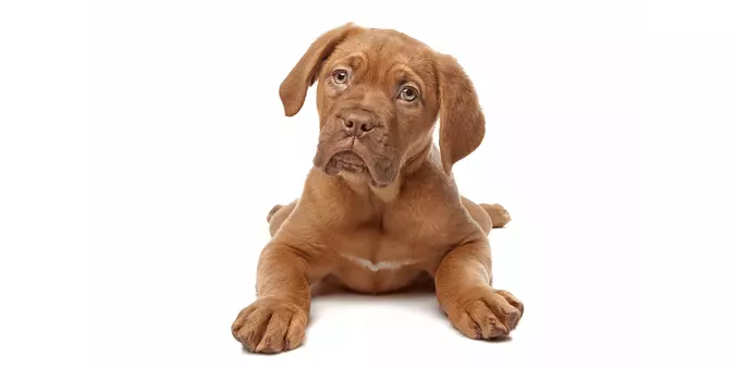 Baby Dogue de Bordeaux