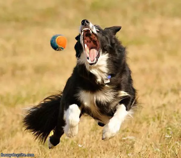 I Will Get You Ball